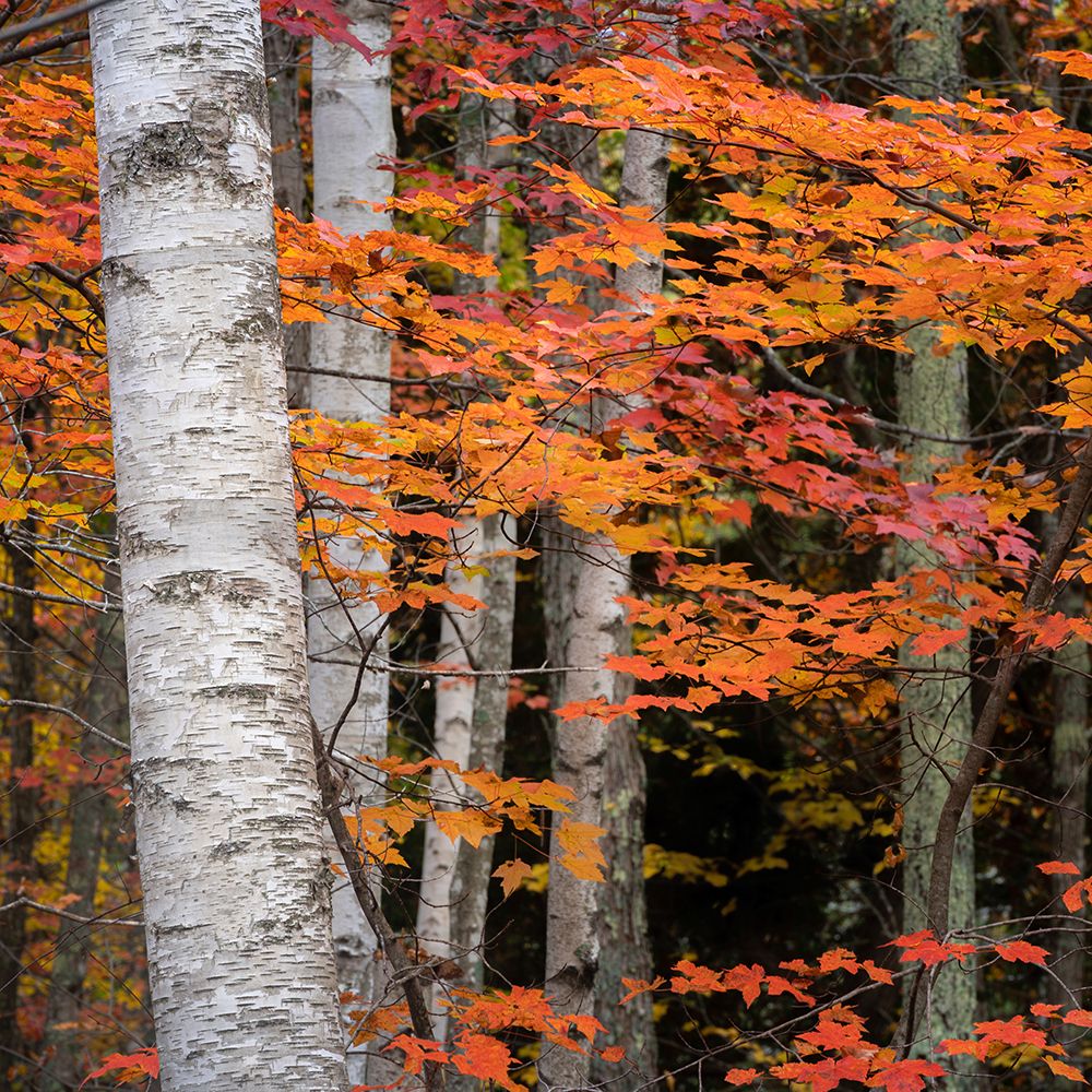 USA-Maine-Acadia National Park art print by Jaynes Gallery for $57.95 CAD