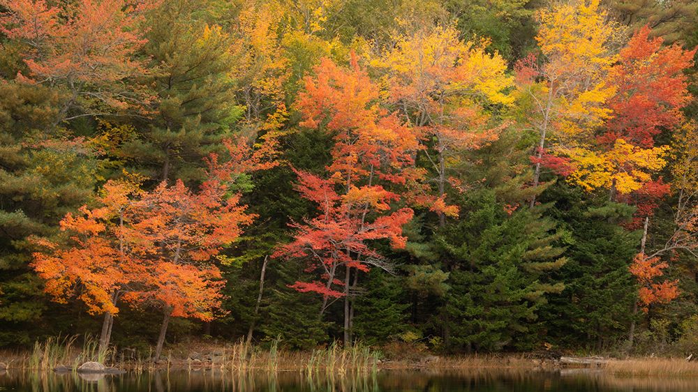 USA-Maine-Acadia National Park Forest reflections in lake art print by Jaynes Gallery for $57.95 CAD
