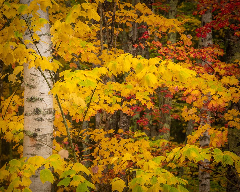 USA-Maine-Acadia National Park Autumn colors in forest art print by Jaynes Gallery for $57.95 CAD