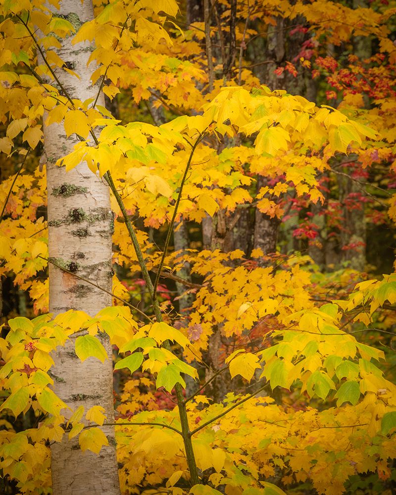 USA-Maine-Acadia National Park Autumn colors in forest art print by Jaynes Gallery for $57.95 CAD