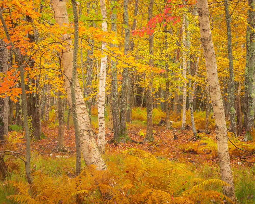 USA-Maine-Acadia National Park Autumn colors in forest art print by Jaynes Gallery for $57.95 CAD