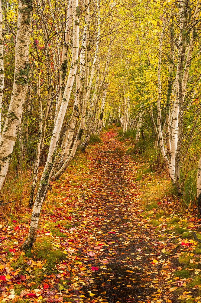 USA-Maine-Acadia National Park Forest trail art print by Jaynes Gallery for $57.95 CAD