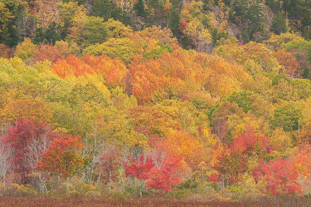 USA-Maine-Acadia National Park Forest landscape in autumn colors art print by Jaynes Gallery for $57.95 CAD
