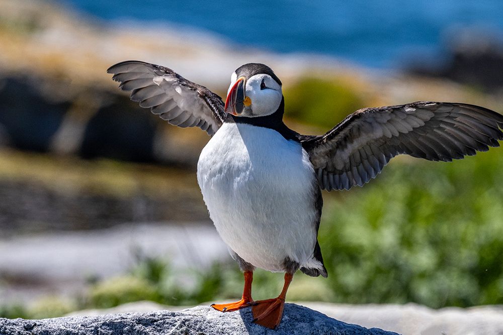 Atlantic Puffins on Machias Seal island-Maine-USA art print by Chuck Haney for $57.95 CAD