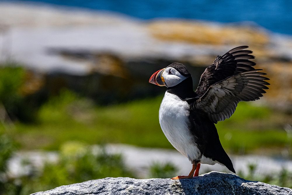 Atlantic Puffins on Machias Seal island-Maine-USA art print by Chuck Haney for $57.95 CAD
