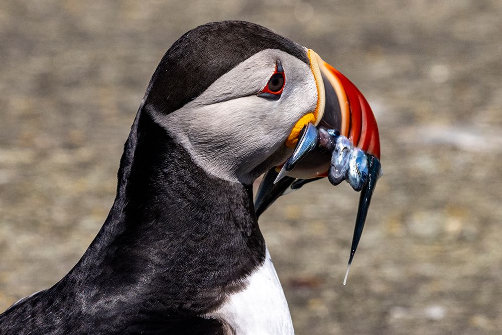 Atlantic Puffin with fish on Machias Seal island-Maine-USA art print by Chuck Haney for $57.95 CAD