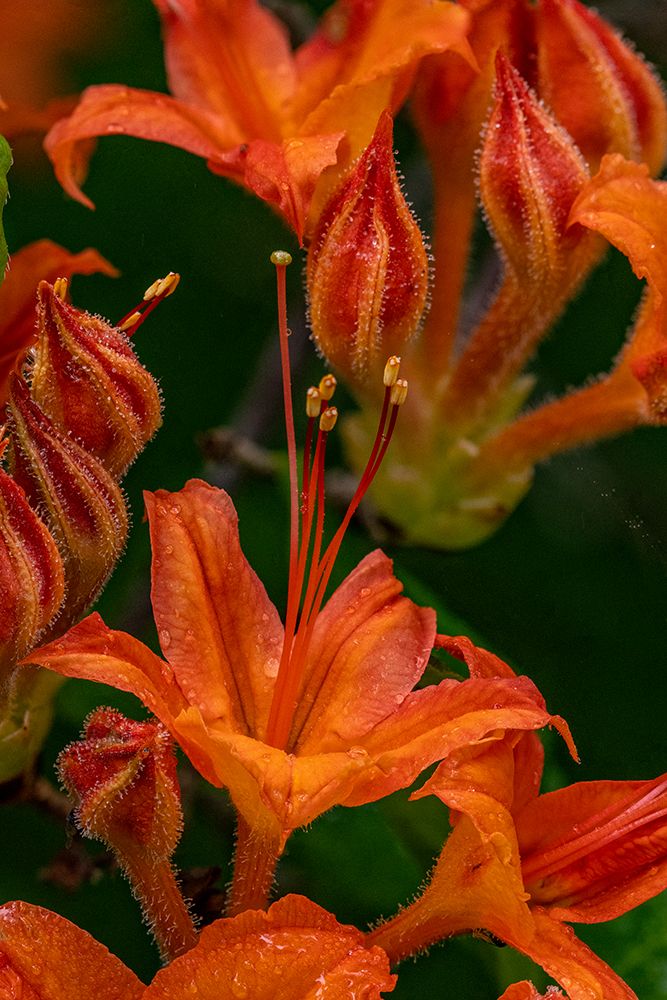 Tangerine Delight Azalea flowers in Northeast Harbor-Maine-USA art print by Chuck Haney for $57.95 CAD