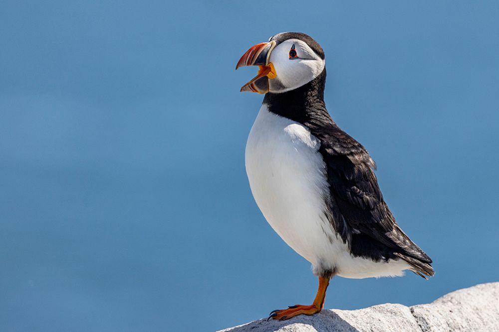Atlantic puffins on Machias Seal Island-Maine-USA art print by Chuck Haney for $57.95 CAD