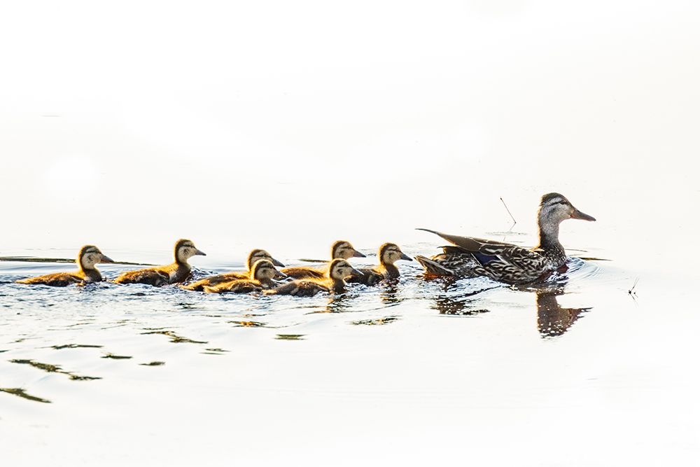 Mallard hen with ducklings in Acadia National Park-Maine-USA art print by Chuck Haney for $57.95 CAD