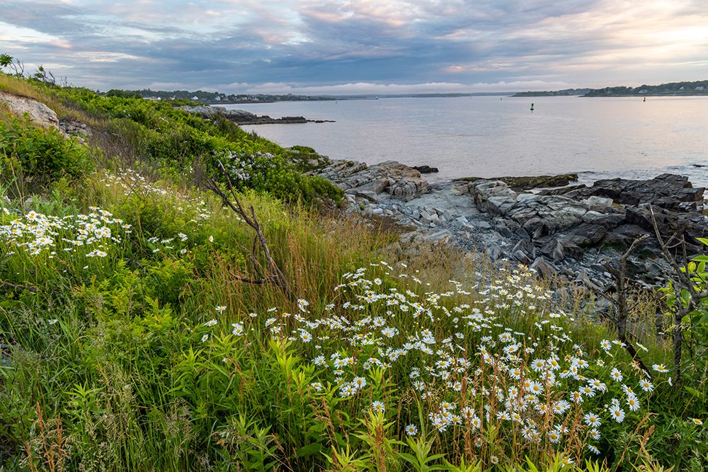 Daisies at Williams Park in Portland-Maine-USA art print by Chuck Haney for $57.95 CAD