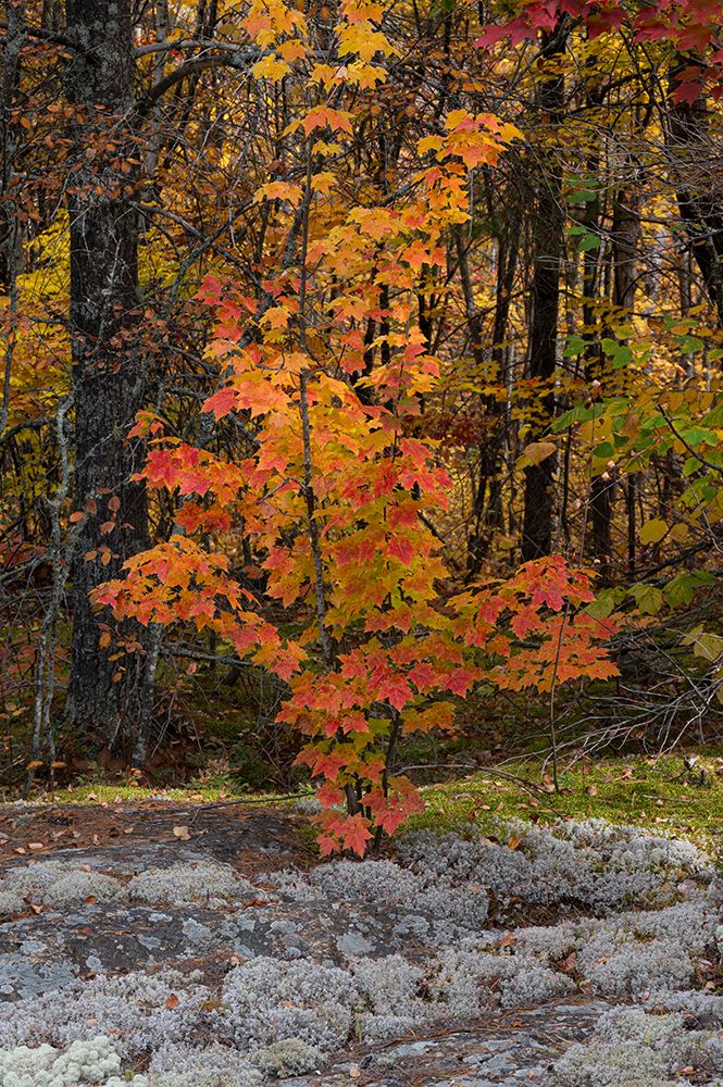 USA, Maine. Small maple tree, Baxter State Park. art print by Howie Garber for $57.95 CAD