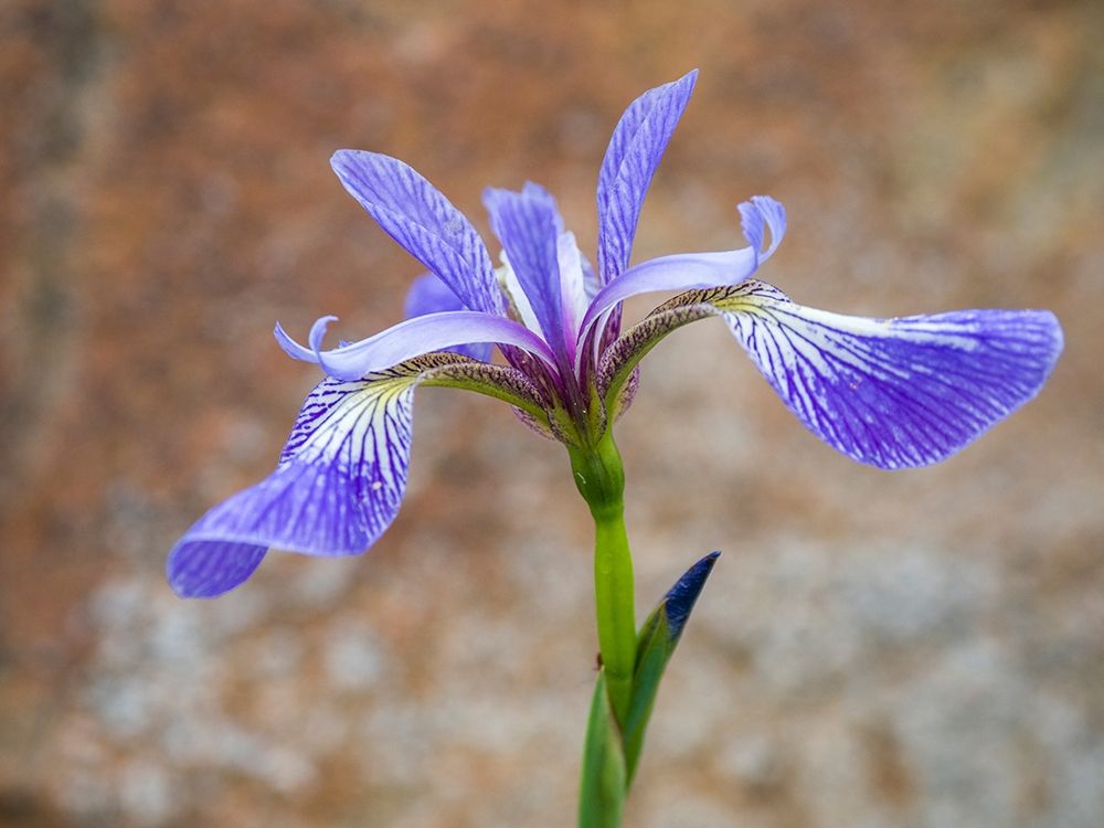 Maine Wild Iris-Schoodic Point-Schoodic Peninsula-Acadia National Park art print by Julie Eggers for $57.95 CAD