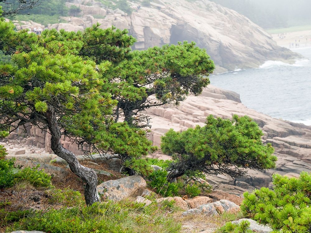 Maine Otter Cliffs and the Atlantic Ocean in Acadia National Park art print by Julie Eggers for $57.95 CAD