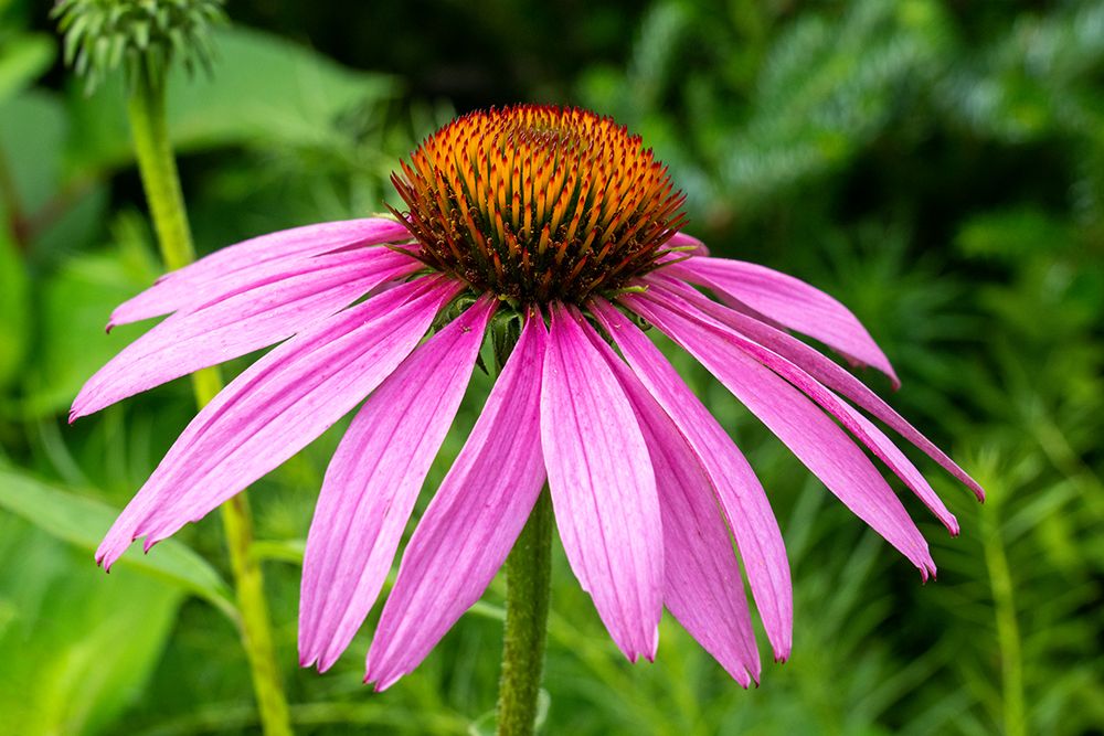 Boothbay Harbor-Maine-USA Coastal Maine Botanical Garden art print by Janet Horton for $57.95 CAD