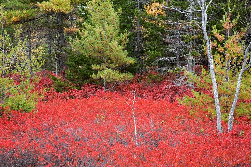 Maine Red blueberry bushes in Acadia National Park art print by Joanne Wells for $57.95 CAD