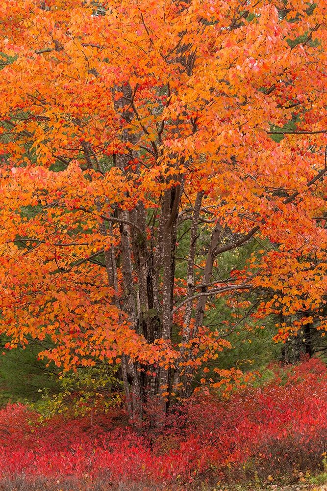 Maine Autumn tree with Red blueberry bushes in Acadia National Park art print by Joanne Wells for $57.95 CAD