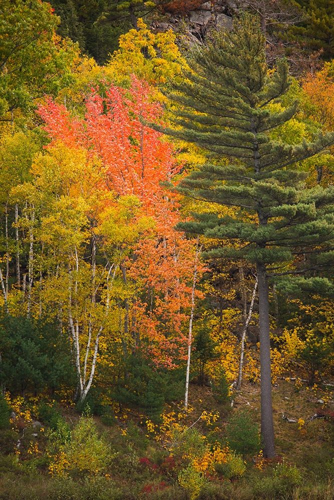 Maine Fall foliage in Acadia National Park art print by Joanne Wells for $57.95 CAD