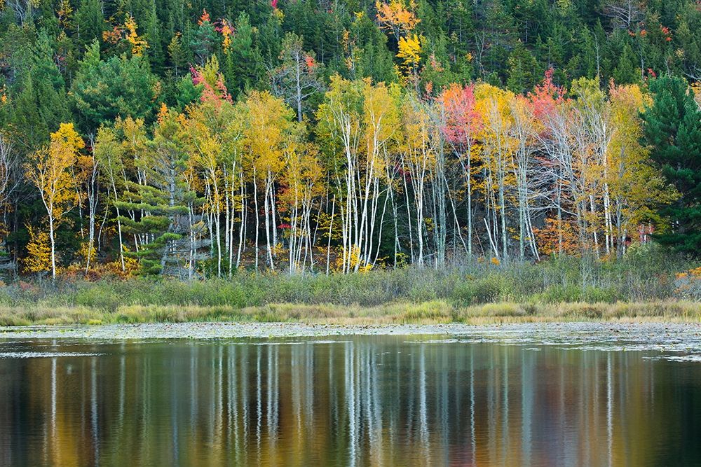 Maine Fall reflections at Beaver Dam Pond in Acadia National Park art print by Joanne Wells for $57.95 CAD
