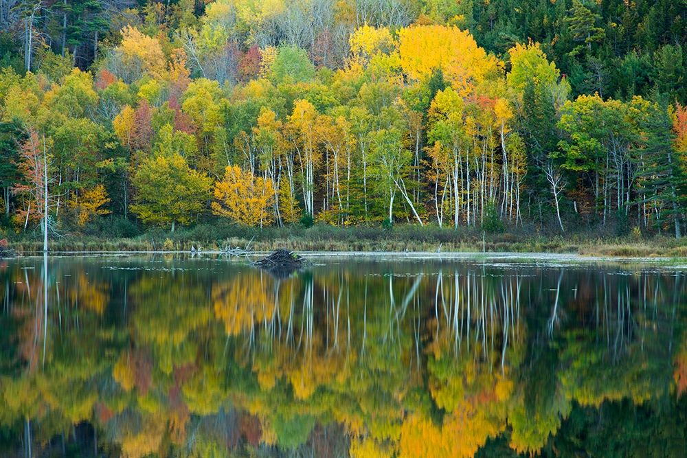 Maine Reflections at Beaver Dam Pond in Acadia National Park art print by Joanne Wells for $57.95 CAD