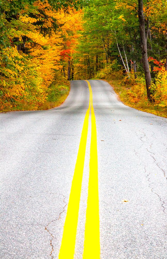 USA-Maine-Highway 113 lined by Maple and Birch trees in full Autumn color art print by Sylvia Gulin for $57.95 CAD