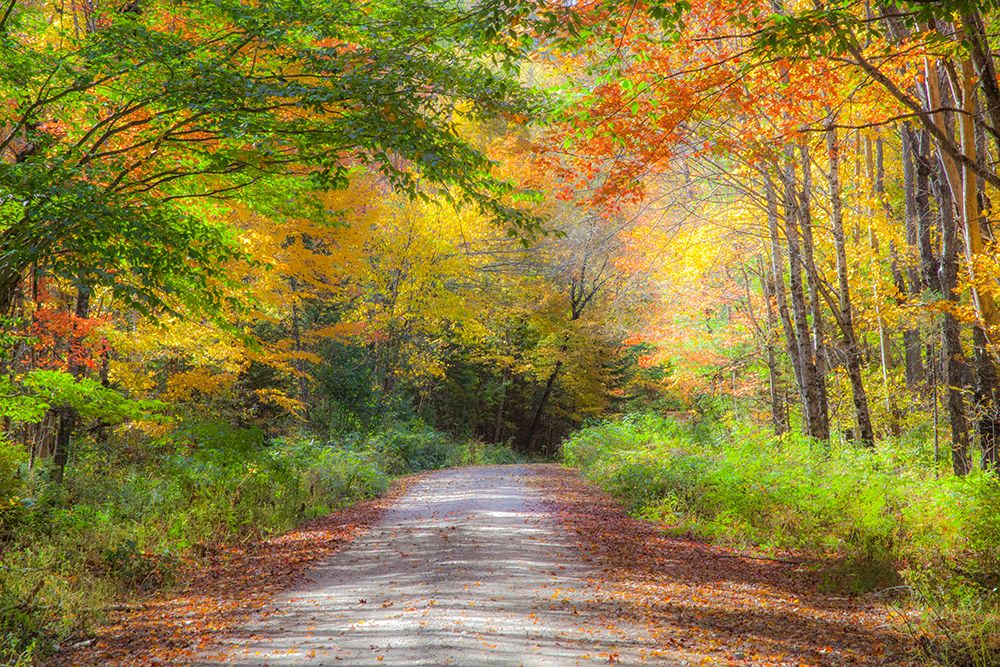USA-New England-Maine-Wild River gravel road lined with Fall colored Birch and Maple trees art print by Sylvia Gulin for $57.95 CAD
