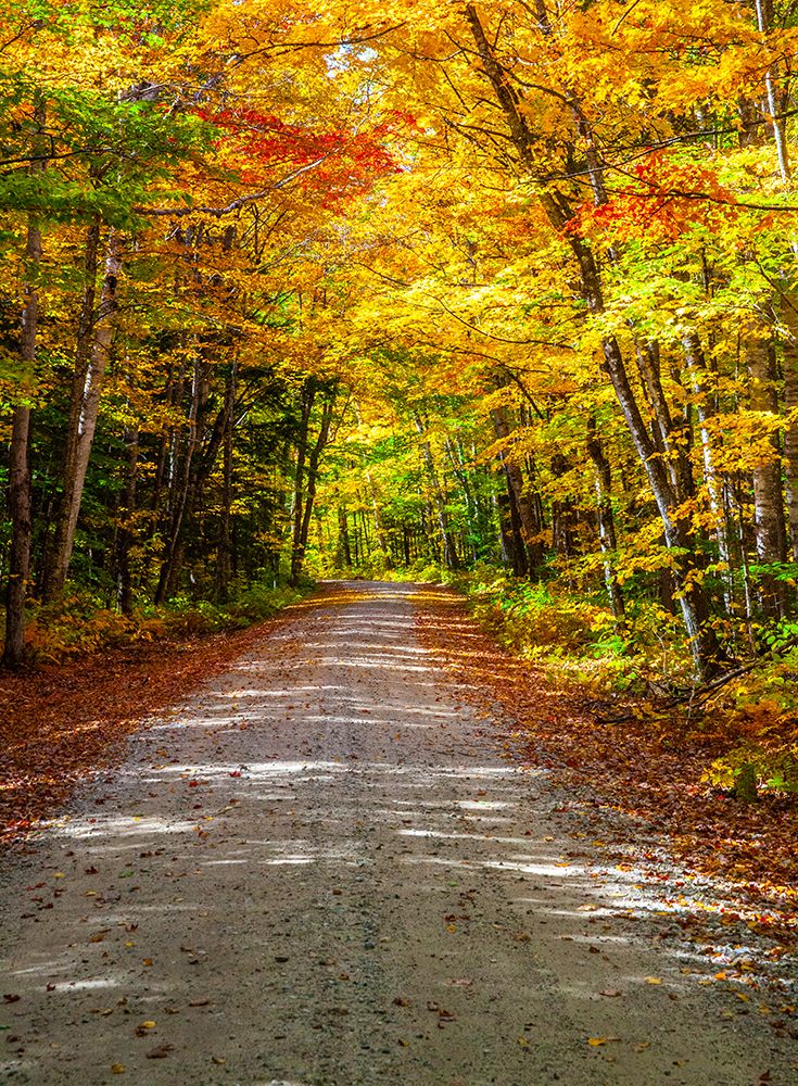 USA-New England-Maine-Wild River gravel road lined with Fall colored Birch and Maple trees art print by Sylvia Gulin for $57.95 CAD