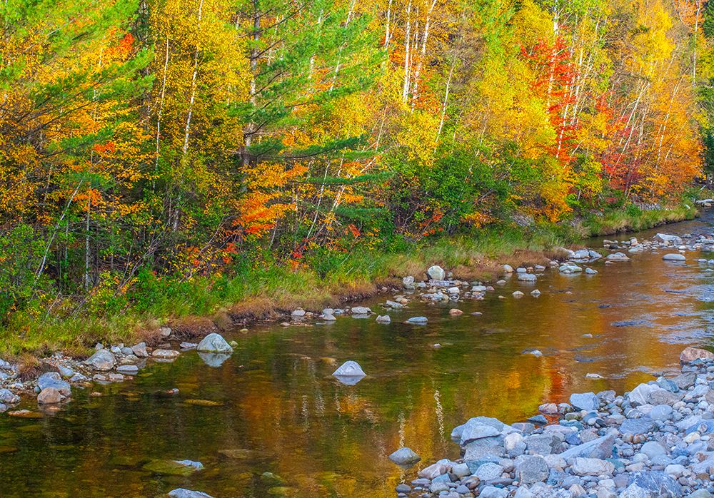 USA-New England-Maine-Wild River-reflections of Autumn colors in small river art print by Sylvia Gulin for $57.95 CAD