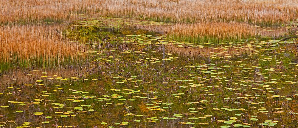 USA-New England-Maine-Mt-Desert Island-Acadia National park with lily pads in small pond with golde art print by Sylvia Gulin for $57.95 CAD