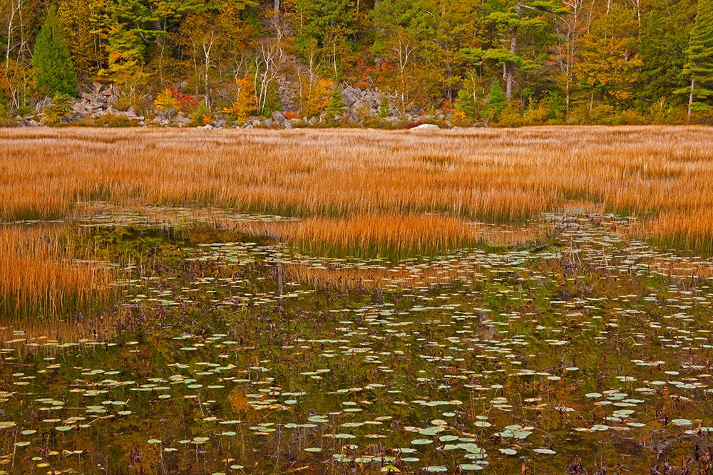 USA-New England-Maine-Mt-Desert Island-Acadia National park with lily pads in small pond with golde art print by Sylvia Gulin for $57.95 CAD