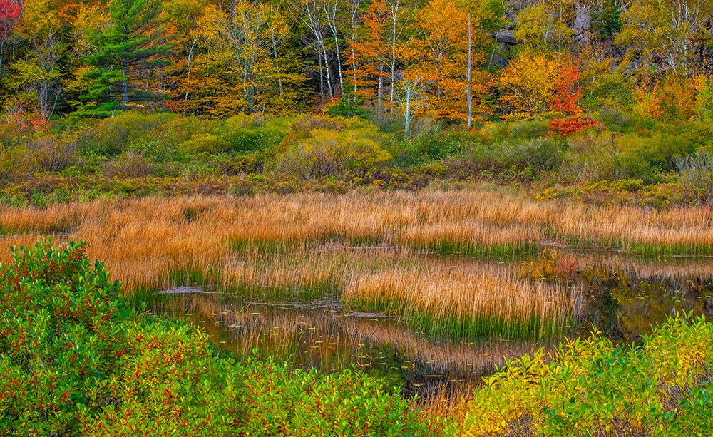 USA-New England-Maine-Mt-Desert Island-Acadia National park with lily pads in small pond with golde art print by Sylvia Gulin for $57.95 CAD