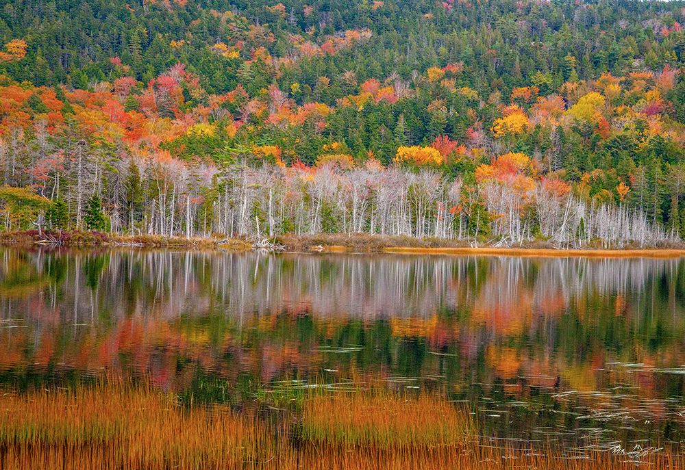 USA-New England-Maine-Mt-Desert Island-Acadia National Park with small lake with hillsides in Autum art print by Sylvia Gulin for $57.95 CAD