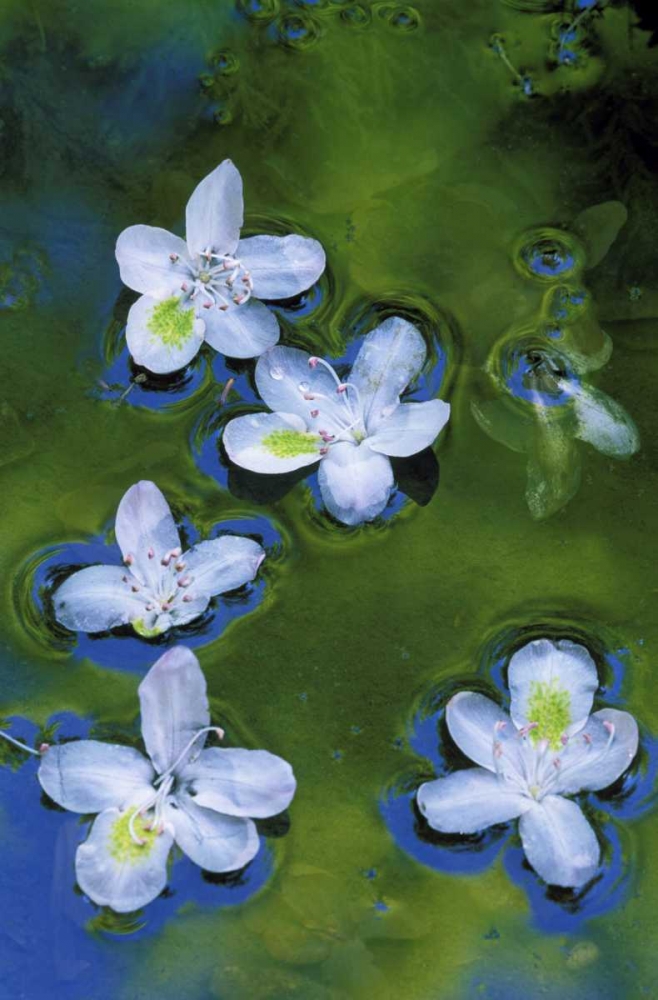 Maryland, Azalea blossoms floating in a stream art print by Nancy Rotenberg for $57.95 CAD
