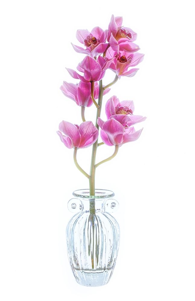 Maryland-Bethesda Flowers art print by Hollice Looney for $57.95 CAD