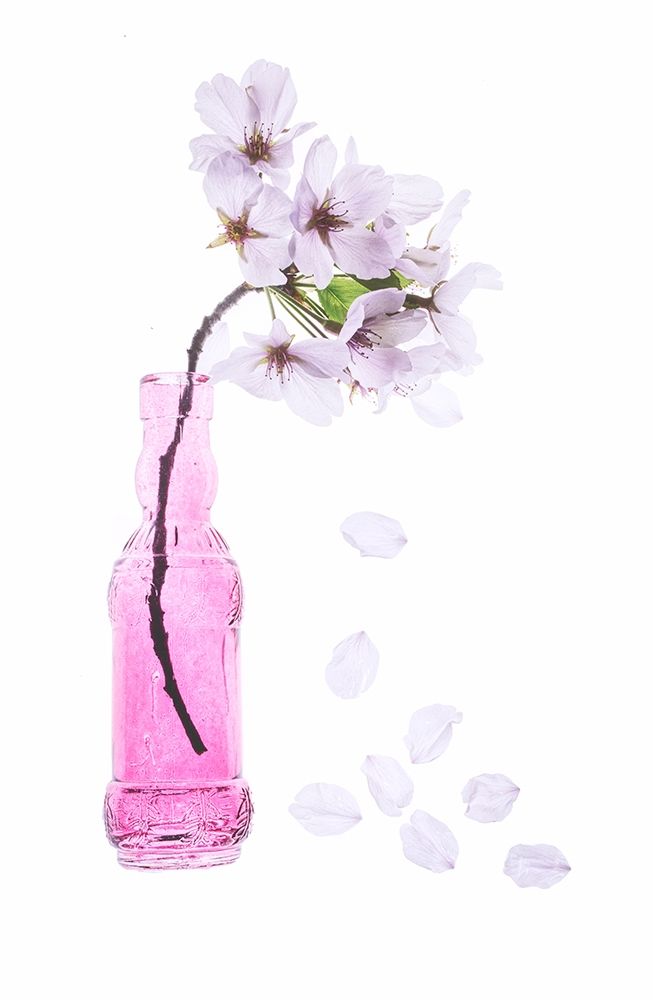 Maryland-Bethesda Pink vase with cherry blossoms art print by Hollice Looney for $57.95 CAD