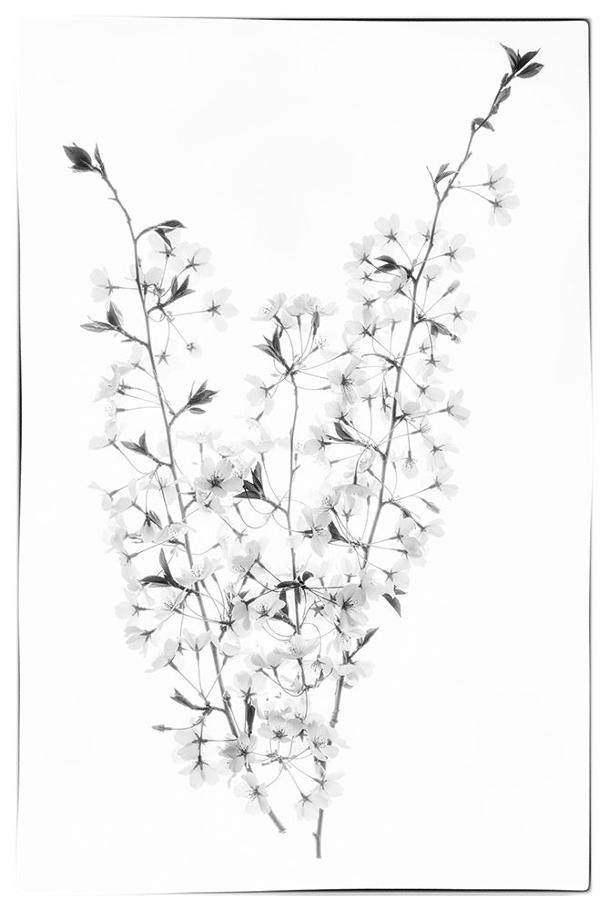Maryland-Bethesda Cherry blossoms in black and white art print by Hollice Looney for $57.95 CAD