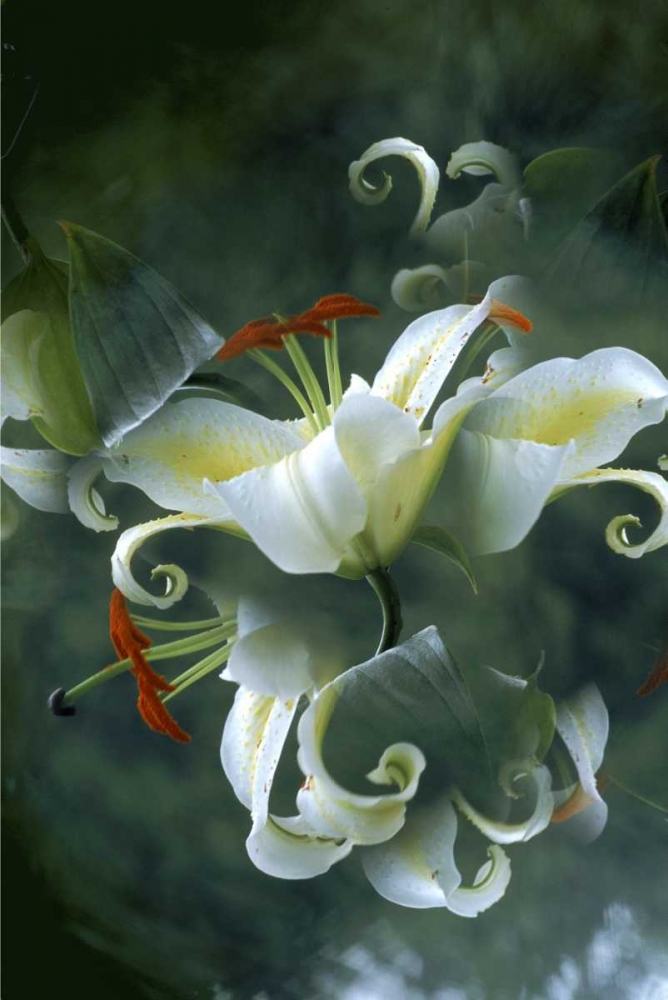NY, Slingerlands Abstract of lily bouquet art print by Nancy Noble Gardner for $57.95 CAD