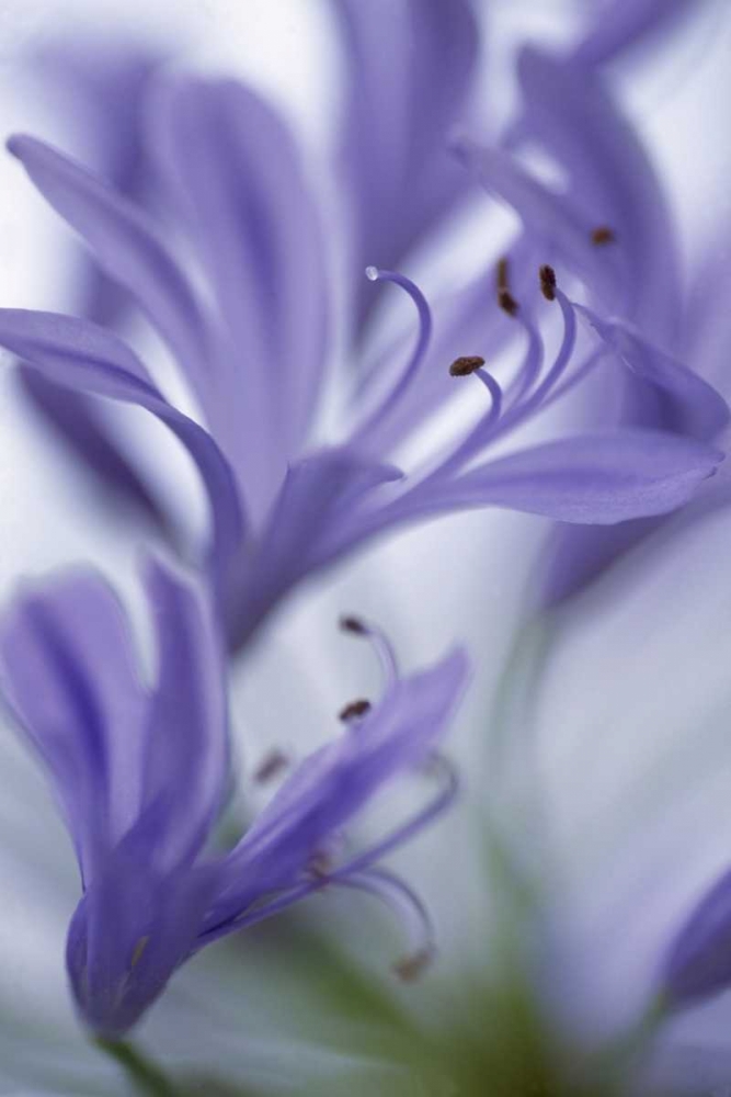 Massachusetts Detail of agapanthus flower art print by Nancy Noble Gardner for $57.95 CAD
