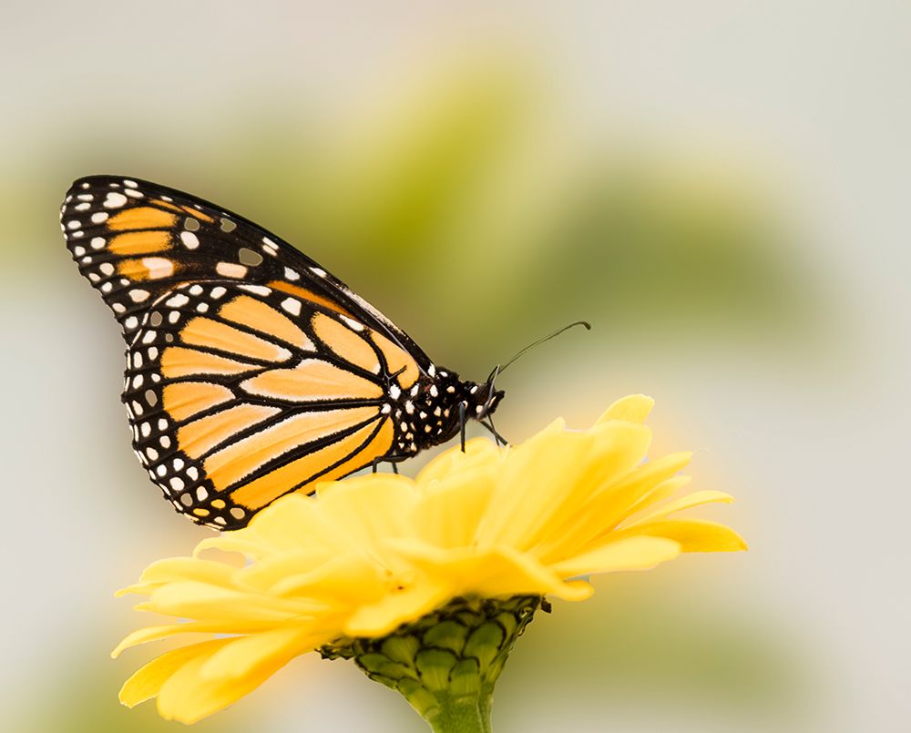 Monarch butterfly on flower art print by George and Marilu Theodore for $57.95 CAD
