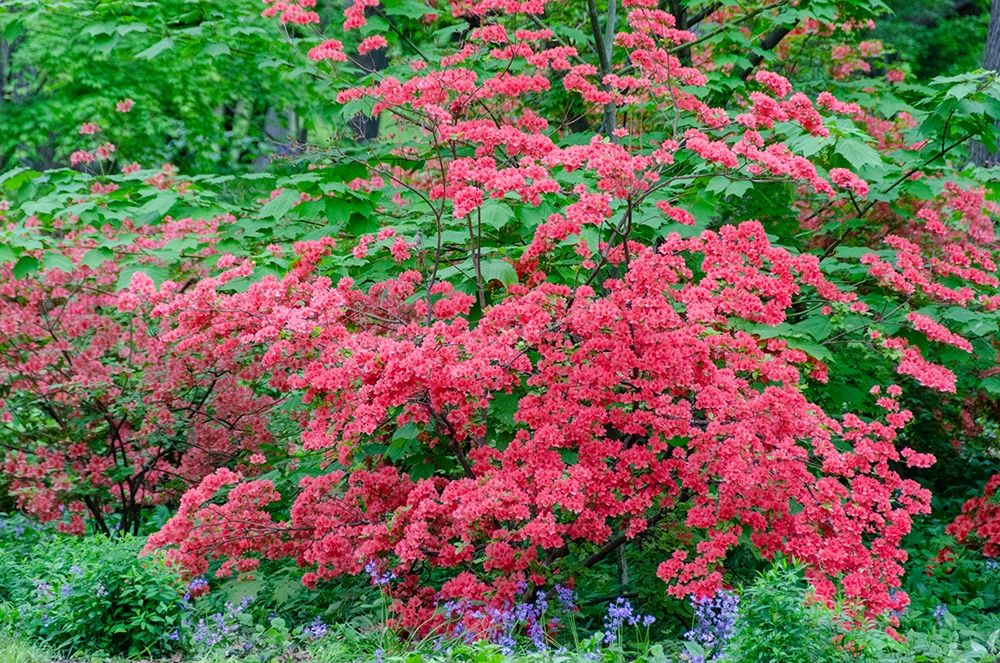 Pink Azalea Bush at Arnold Arboretum heralds springtime art print by Howie Garber for $57.95 CAD