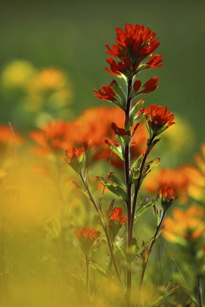 MI, Drummond Island, Red Indian paintbrush art print by Mark Carlson for $57.95 CAD