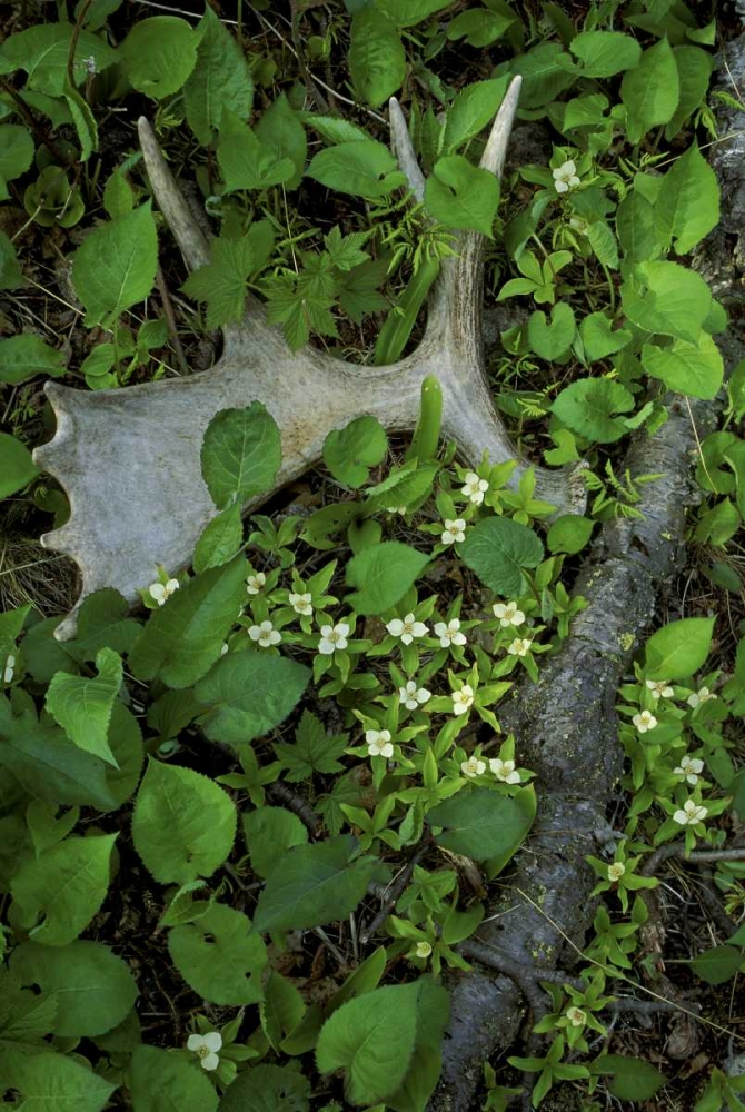 MI, Isle Royale NP, Moose antler in bunchberry art print by Mark Carlson for $57.95 CAD
