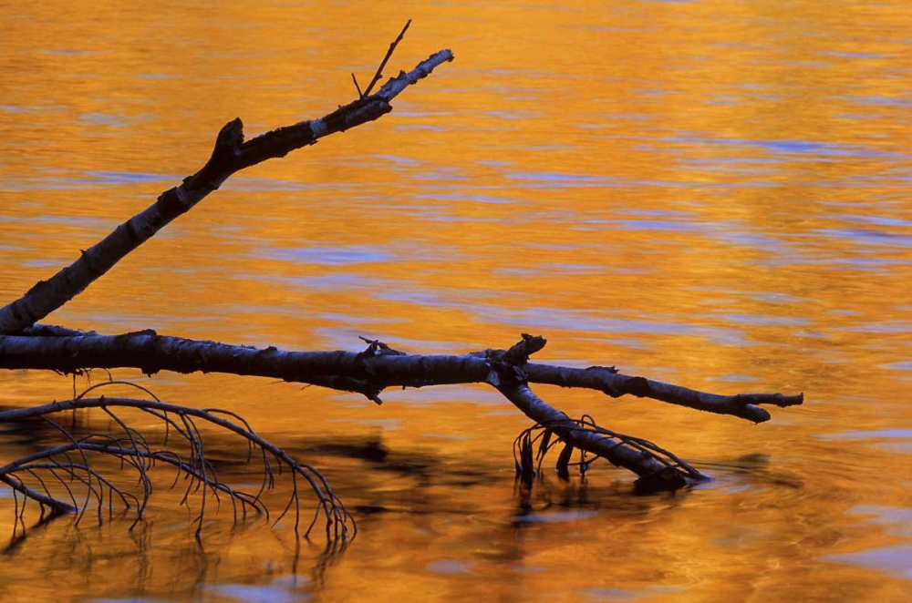 MI, Fallen birch snag in fall reflected in lake art print by Mark Carlson for $57.95 CAD
