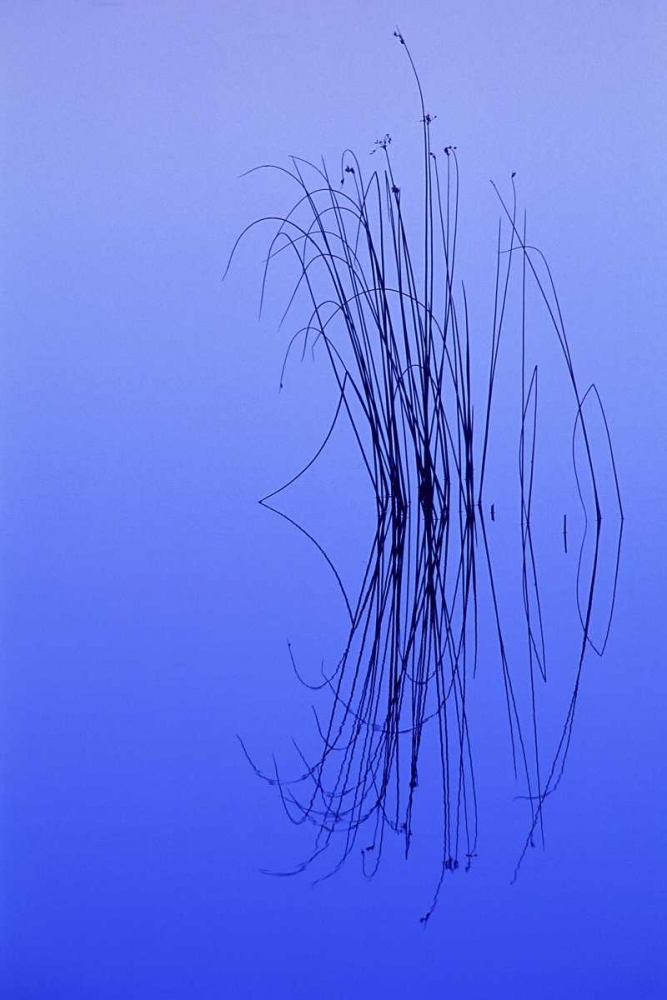 MI, Cluster of soft rushes reflects in a lake art print by Mark Carlson for $57.95 CAD
