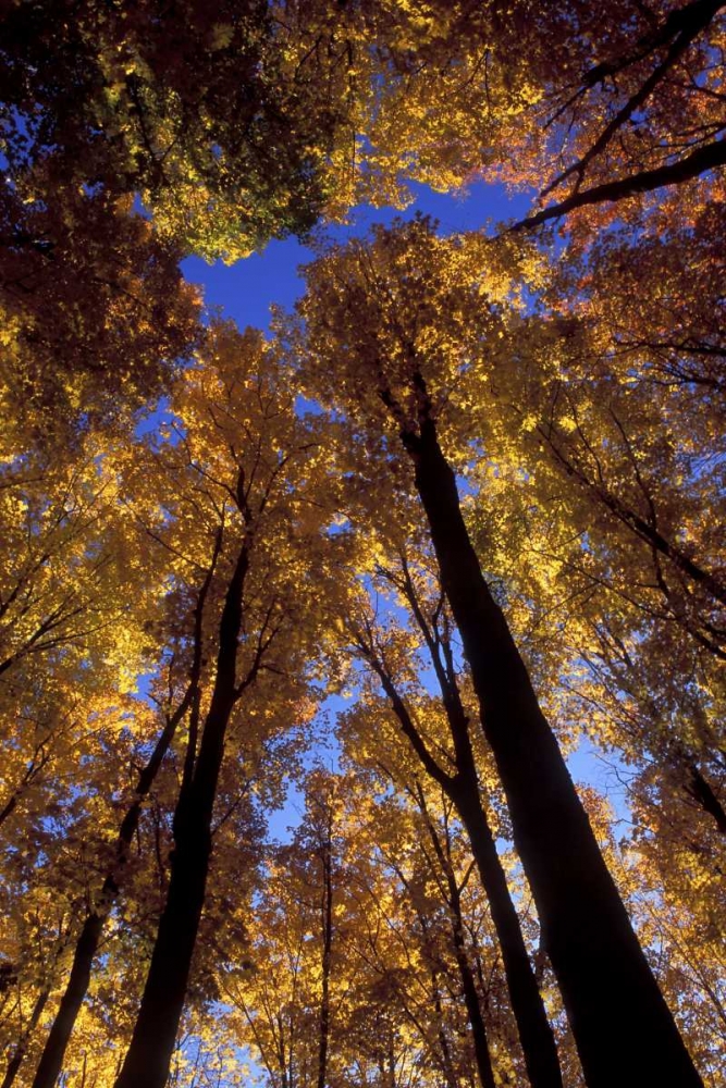 MI, Looking up at blue sky through sugar maples art print by Mark Carlson for $57.95 CAD