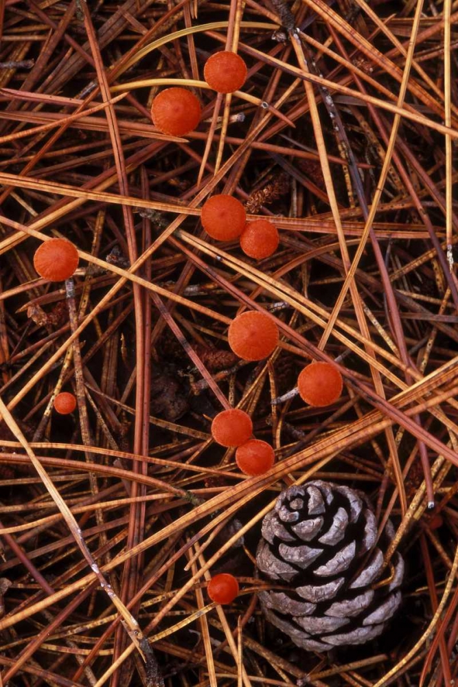 MI, Vermilion hygrophorus mushrooms art print by Mark Carlson for $57.95 CAD