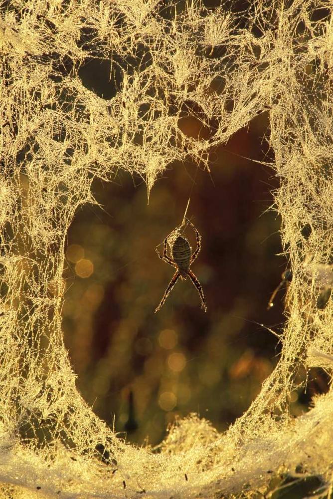 MI, Black-and-yellow argiope spider spinning art print by Mark Carlson for $57.95 CAD