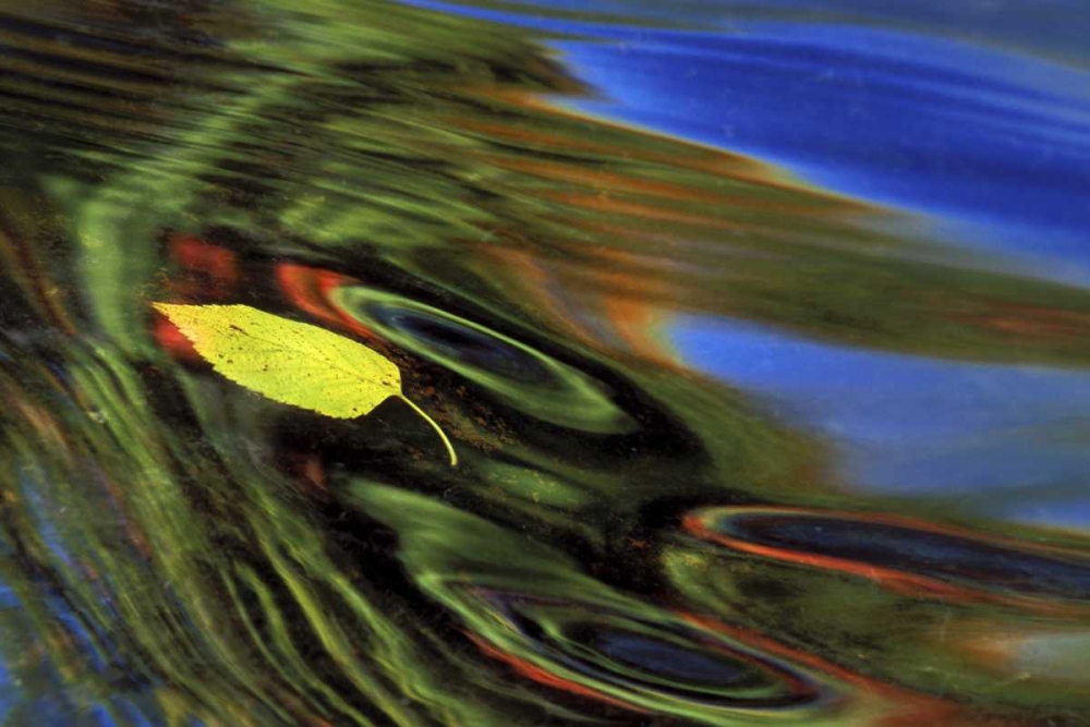 MI, Birch leaf in river with autumn reflections art print by Mark Carlson for $57.95 CAD