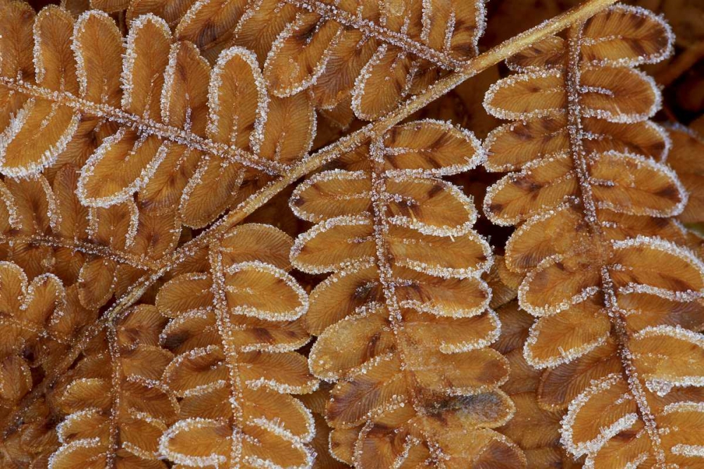 USA, Michigan, Brachen fern section with frost art print by Mark Carlson for $57.95 CAD