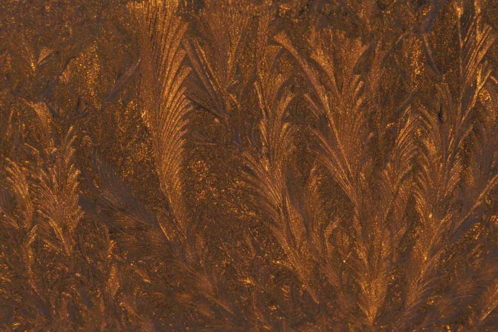 Michigan, Frost patterns on window at sunrise art print by Mark Carlson for $57.95 CAD