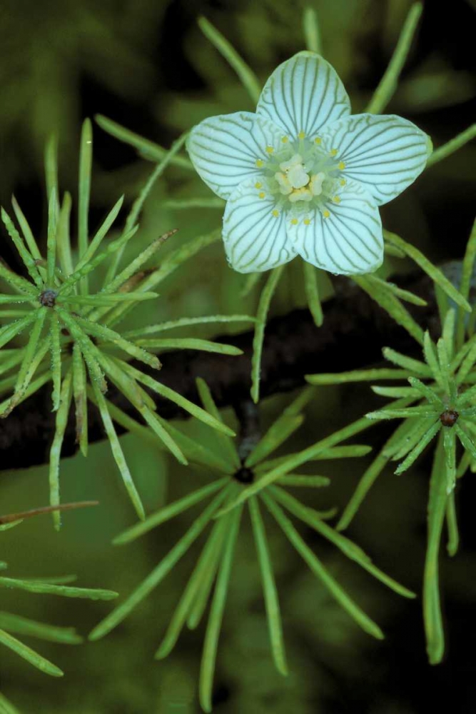 MI, Bog-Star flower in tree needles in autumn art print by Mark Carlson for $57.95 CAD